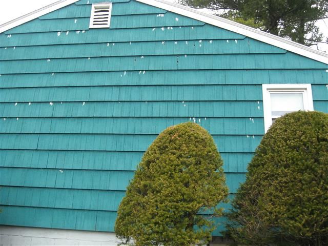 How to Stop Woodpeckers From Eating My House | DIY Home Improvement Forum